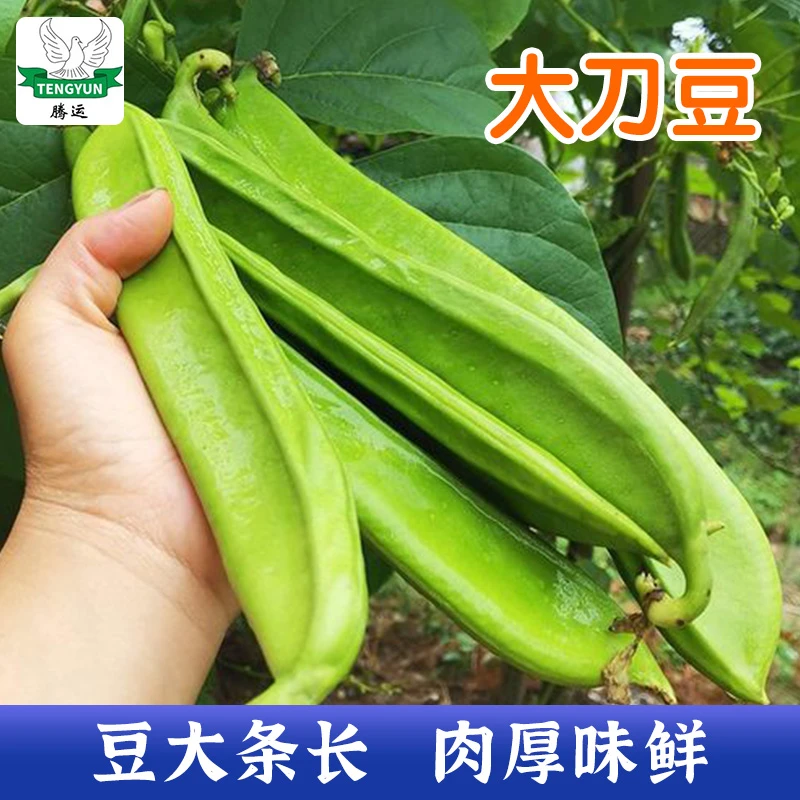 大刀豆种子高产架豆观赏食用宽扁豆角种籽春夏秋季爬藤蔬菜种子