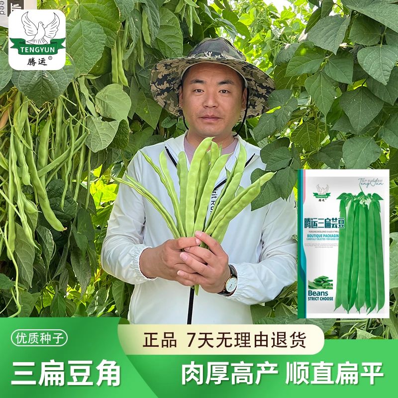 精选四扁三扁架豆芸豆角籽绿龙扁豆角耐热早熟菜豆角种籽腾运多品