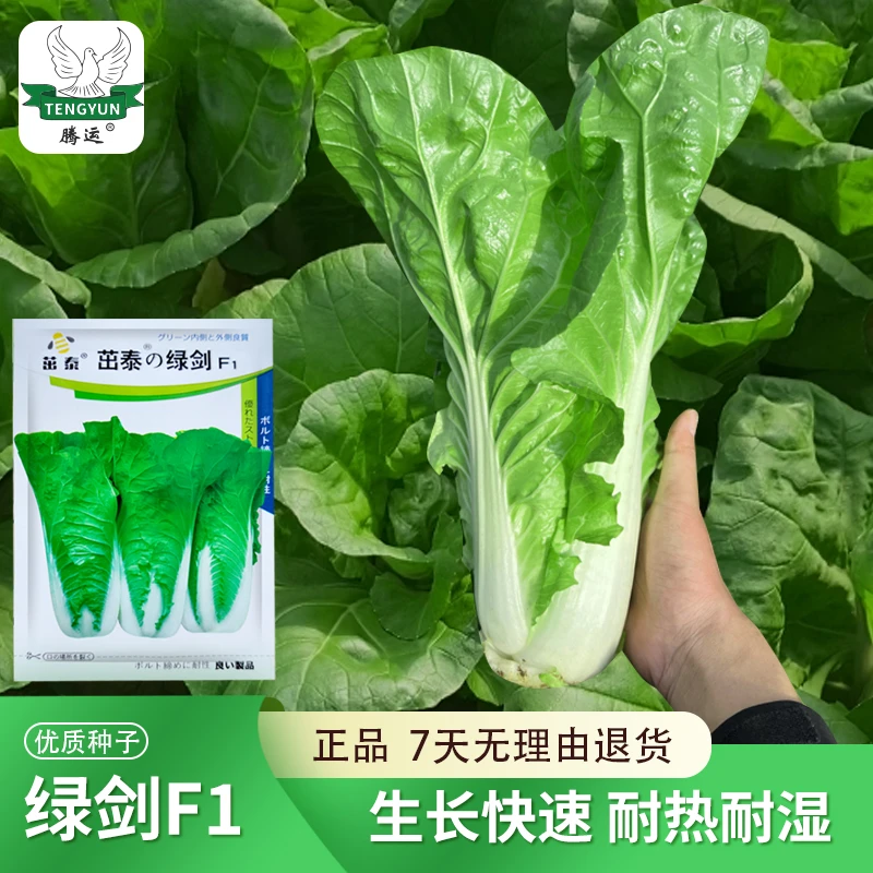 四季速生绿箭快菜种子耐寒热湿春冬秋种植四季小白菜籽盆栽蔬菜