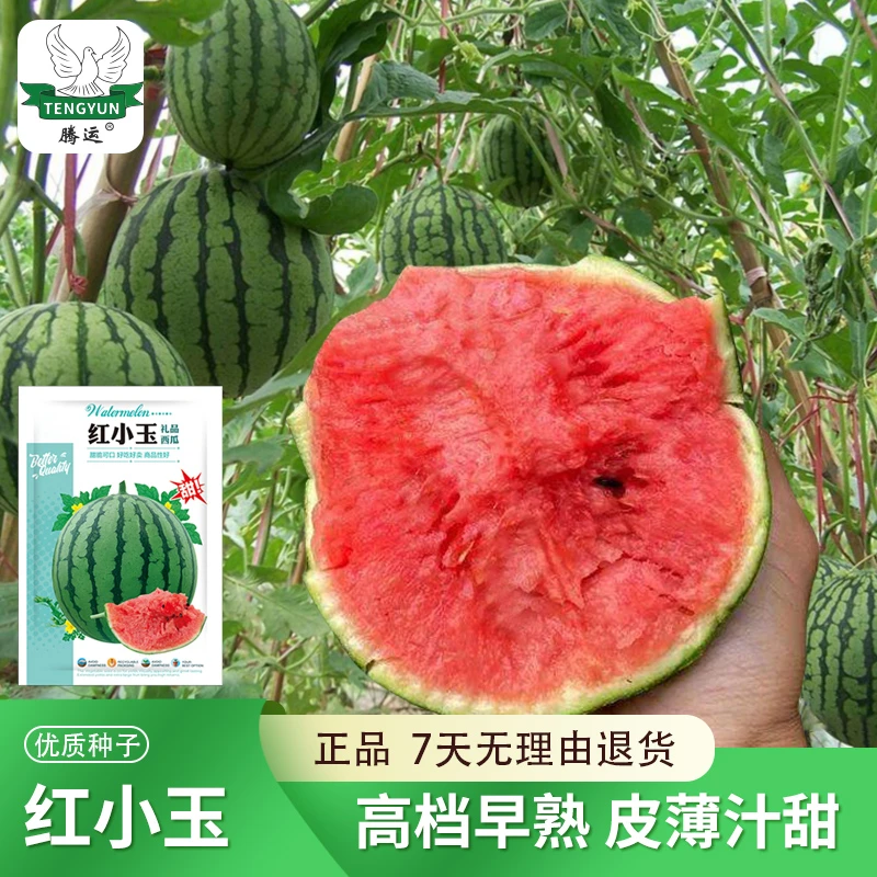 红心礼品型西瓜薄皮高糖红心2k西瓜种子超甜早熟红壤蔬菜瓜果种子