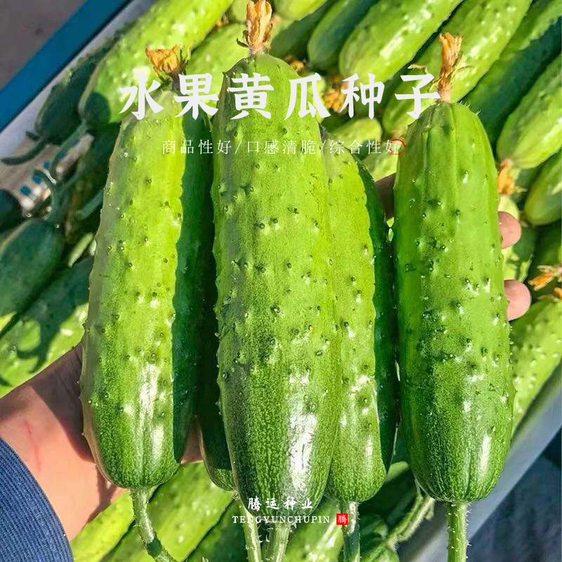 天天摘迷你水果黄瓜耐热强雌水果黄瓜种子盆栽蔬菜种子春夏秋四季