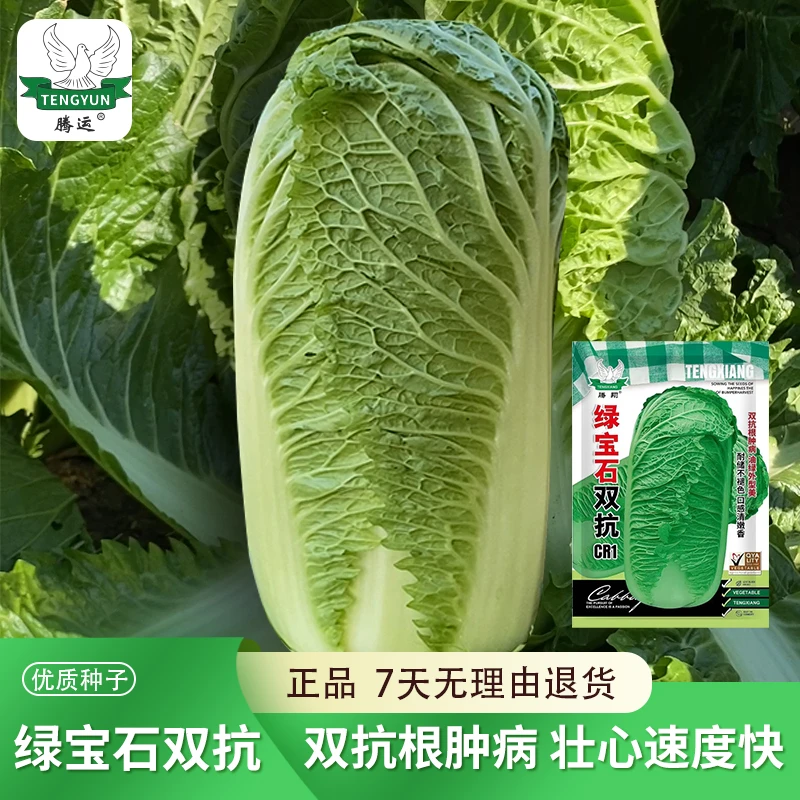 绿宝石胜根赢豪双抗大白菜种子大全秋播高产抗病根肿耐储白菜种籽