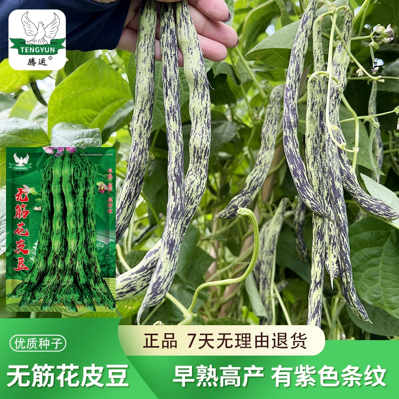 【花皮豆角种子】无筋四季豆菜豆芸豆早熟架豆角春秋播种蔬菜种籽