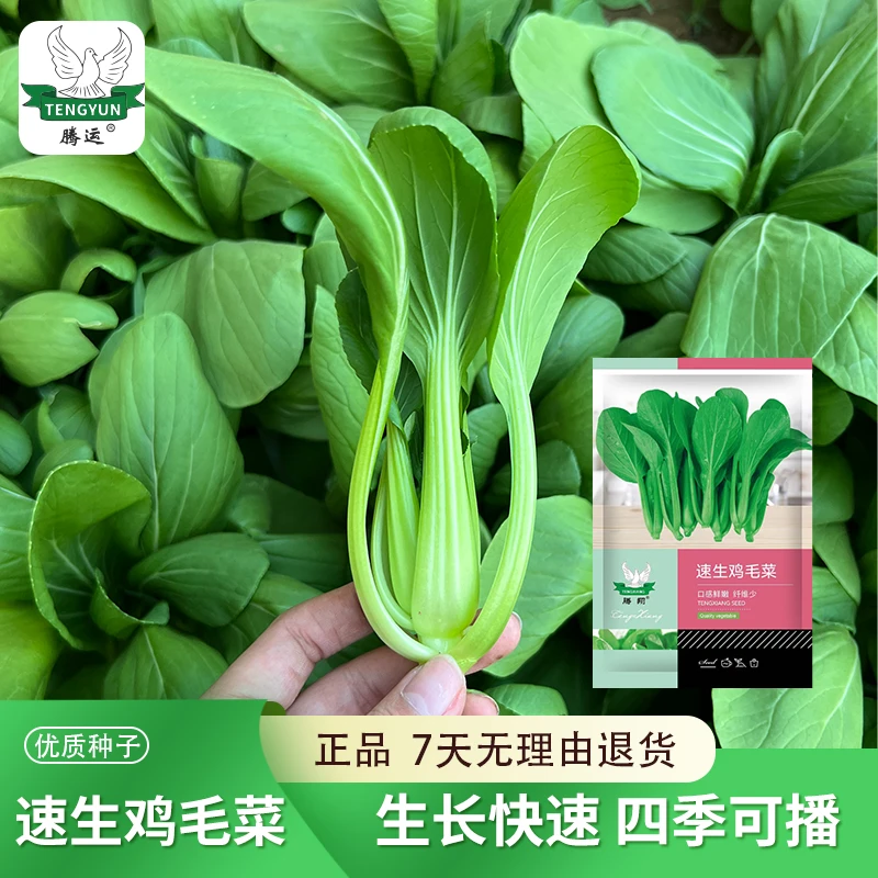 【菜博士专属】速生鸡毛菜四季小白菜耐湿青菜小油菜上海青蔬菜种子