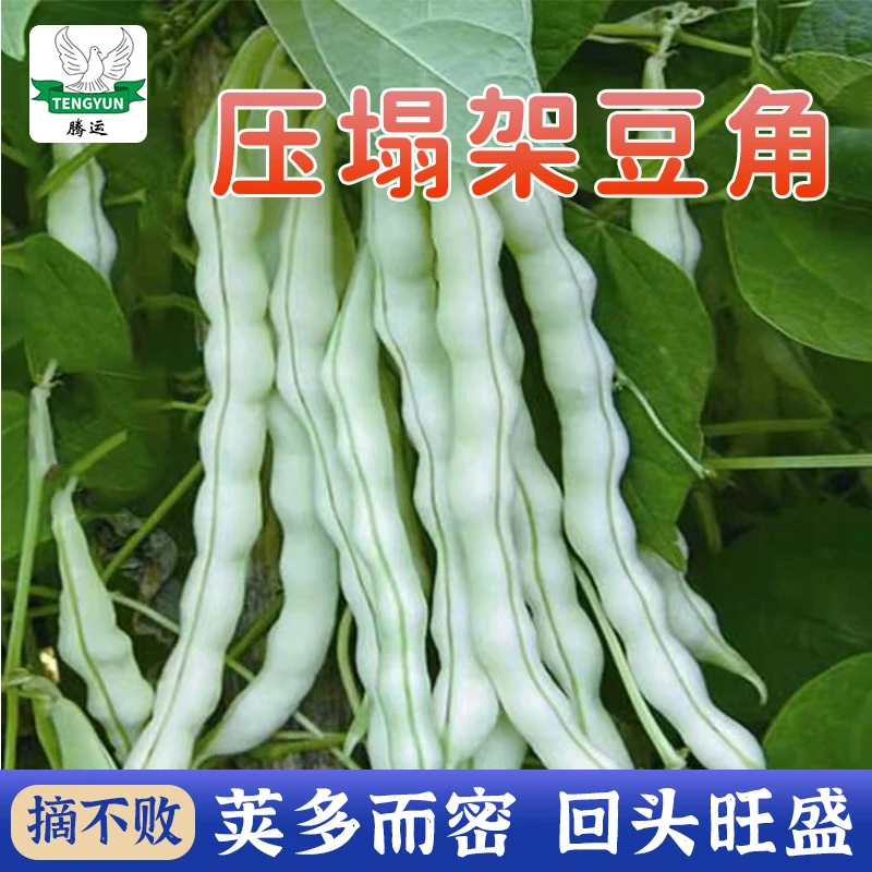 【压塌架芸豆】种子四季菜豆蔬菜种子春秋早熟芸豆籽大田家庭小院