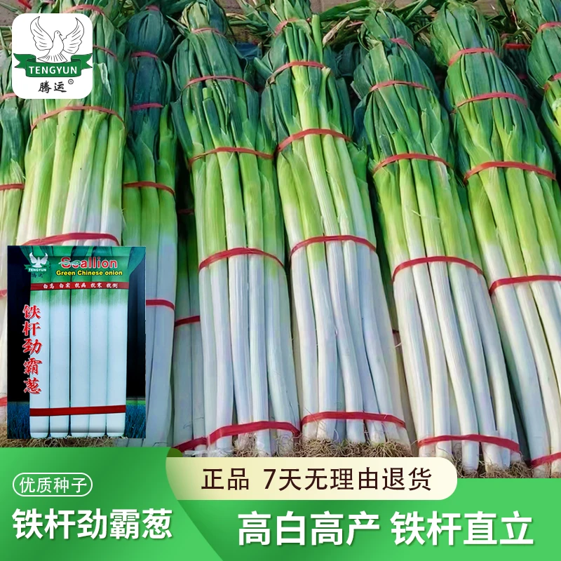 铁杆劲霸葱大葱种子山东章丘大葱种子蔬菜种籽四季葱种甜特大葱籽