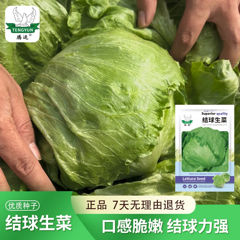 tengyun/腾运结球生菜种子四季菜籽包心生菜种子阳台盆栽家庭小院