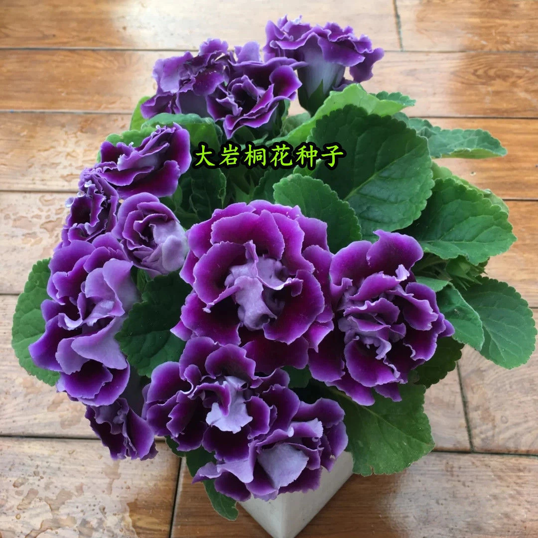 新品花草种子大岩桐种子 四季春播易种室内阳台盆栽 花卉种子花籽