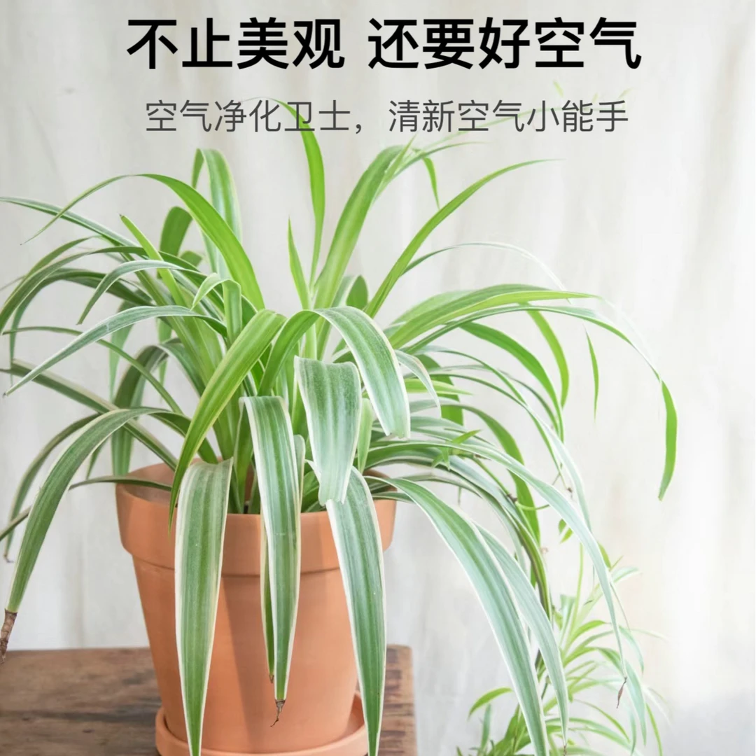 金边吊兰空气净化室内除臭懒人植物水培好养绿植盆栽耐阴垂吊盆景