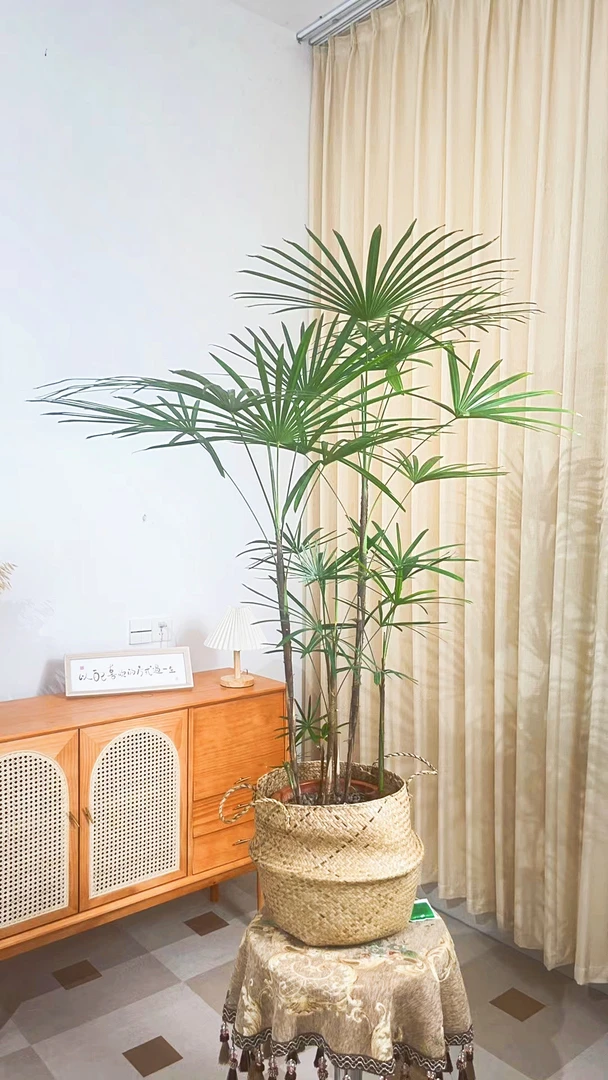 100-110cm大型金山细叶棕竹室内水养室外土培四季常青拍一发2-3苗