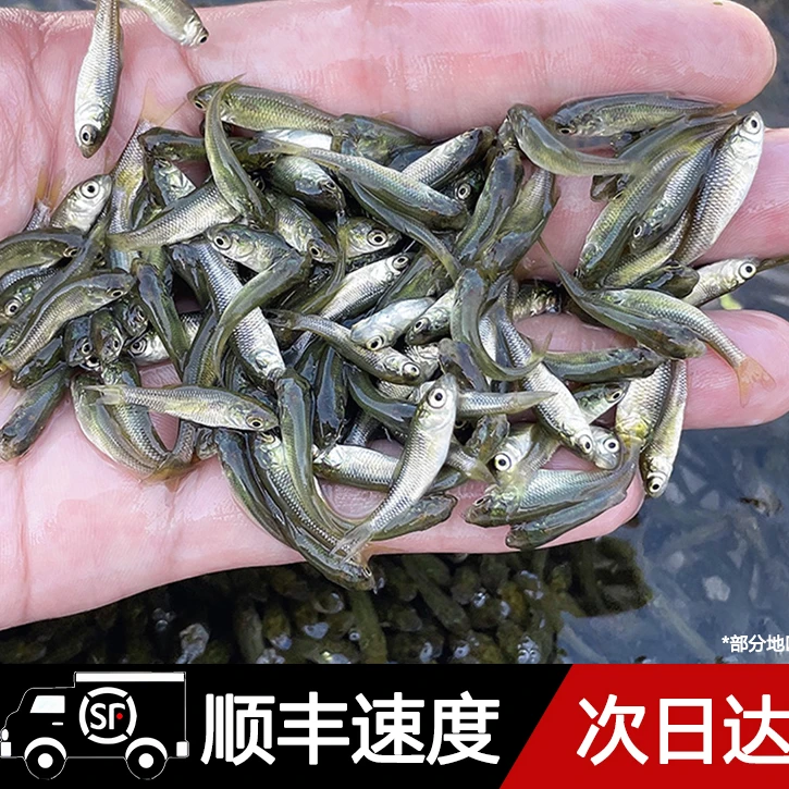 土鲮鱼批发活体饲料鱼乌龟活体饲料喂六角鳜鱼金龙桂花活饵小鱼