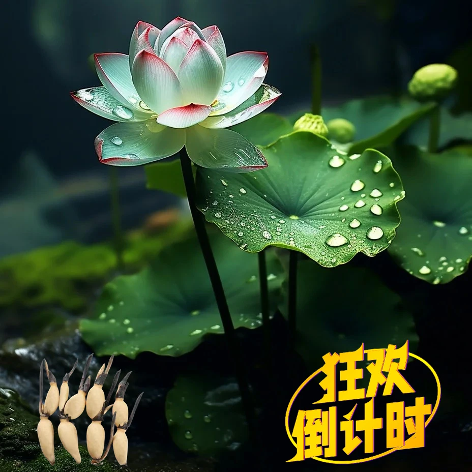 大型观赏芙蓉花盆栽种藕苗莲花鱼池池塘别墅庭院水缸重瓣荷花碗莲