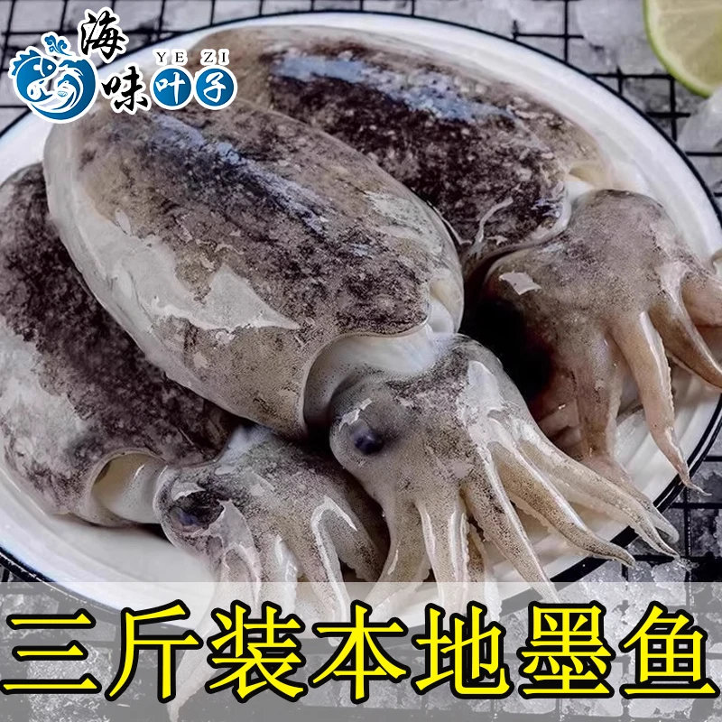 海未叶子新鲜冷冻大墨鱼海捕超大目鱼墨斗鱼乌贼海鲜3斤起拍