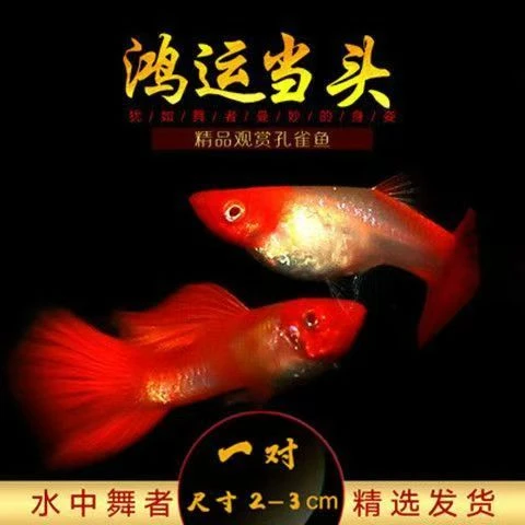 鸿运当头孔雀鱼小型热带观赏鱼