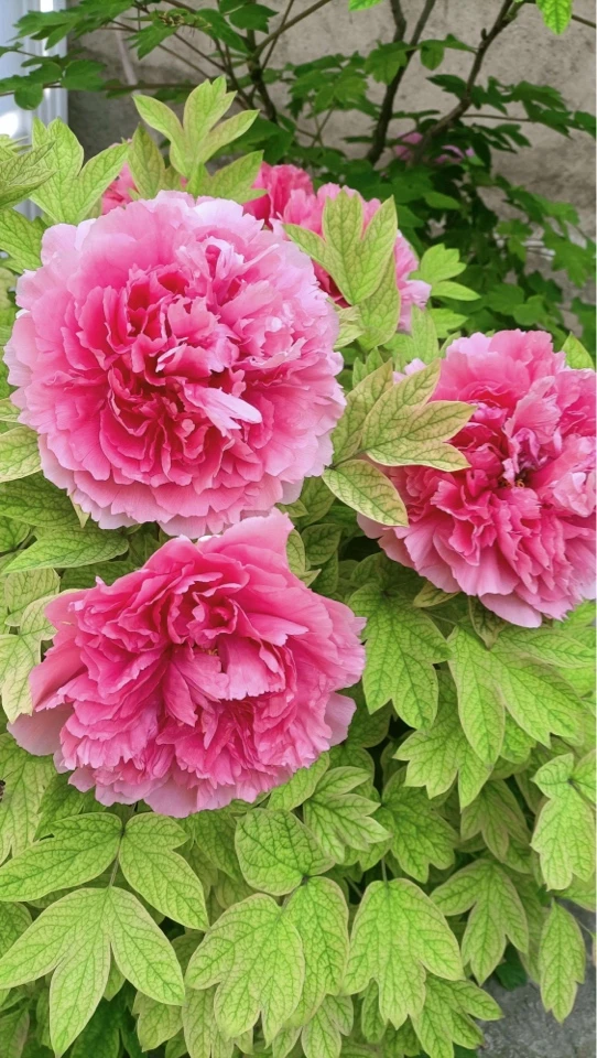 （珊瑚台）粉色千层重瓣大花，带盆带土发货，洛阳原产地直发