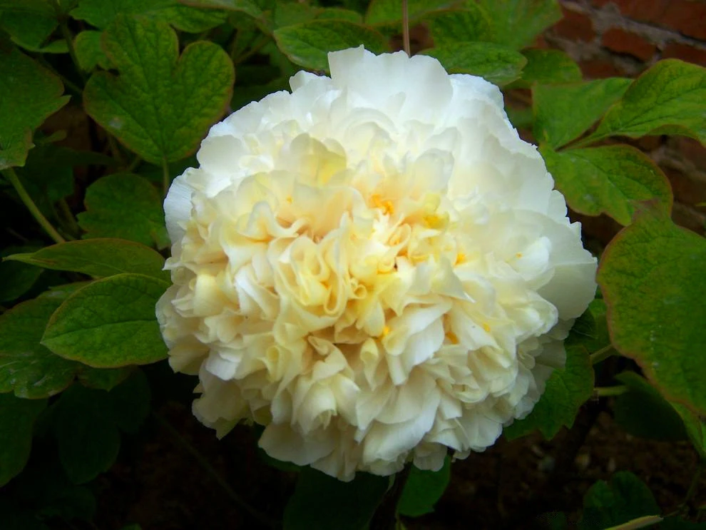 【黄翠羽盆养牡丹，黄色系】原盆原土发货，庭院阳台花卉