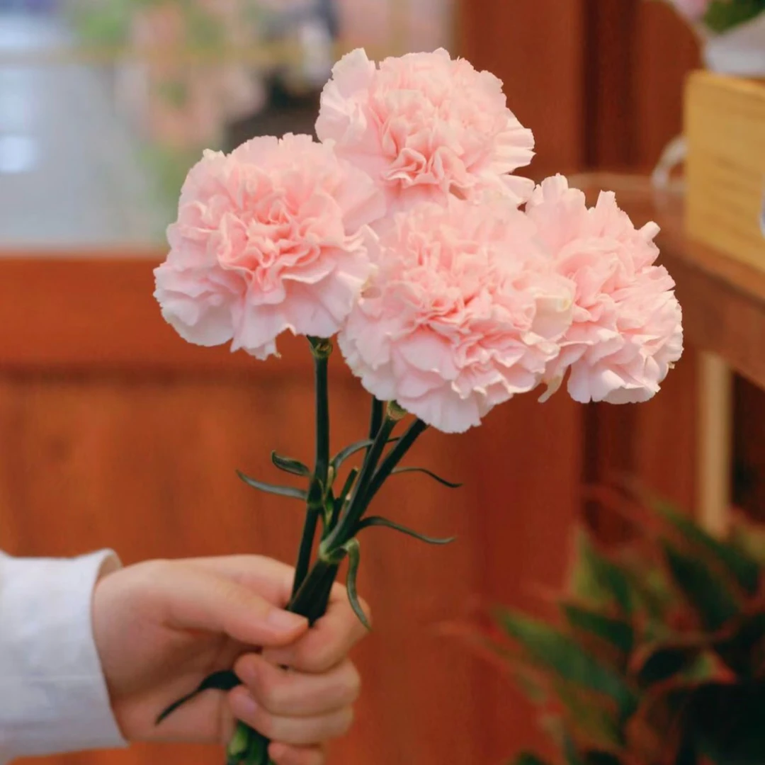 任意满2件包邮 单头粉色康乃馨原扎10支  正常3支运输折损不售后