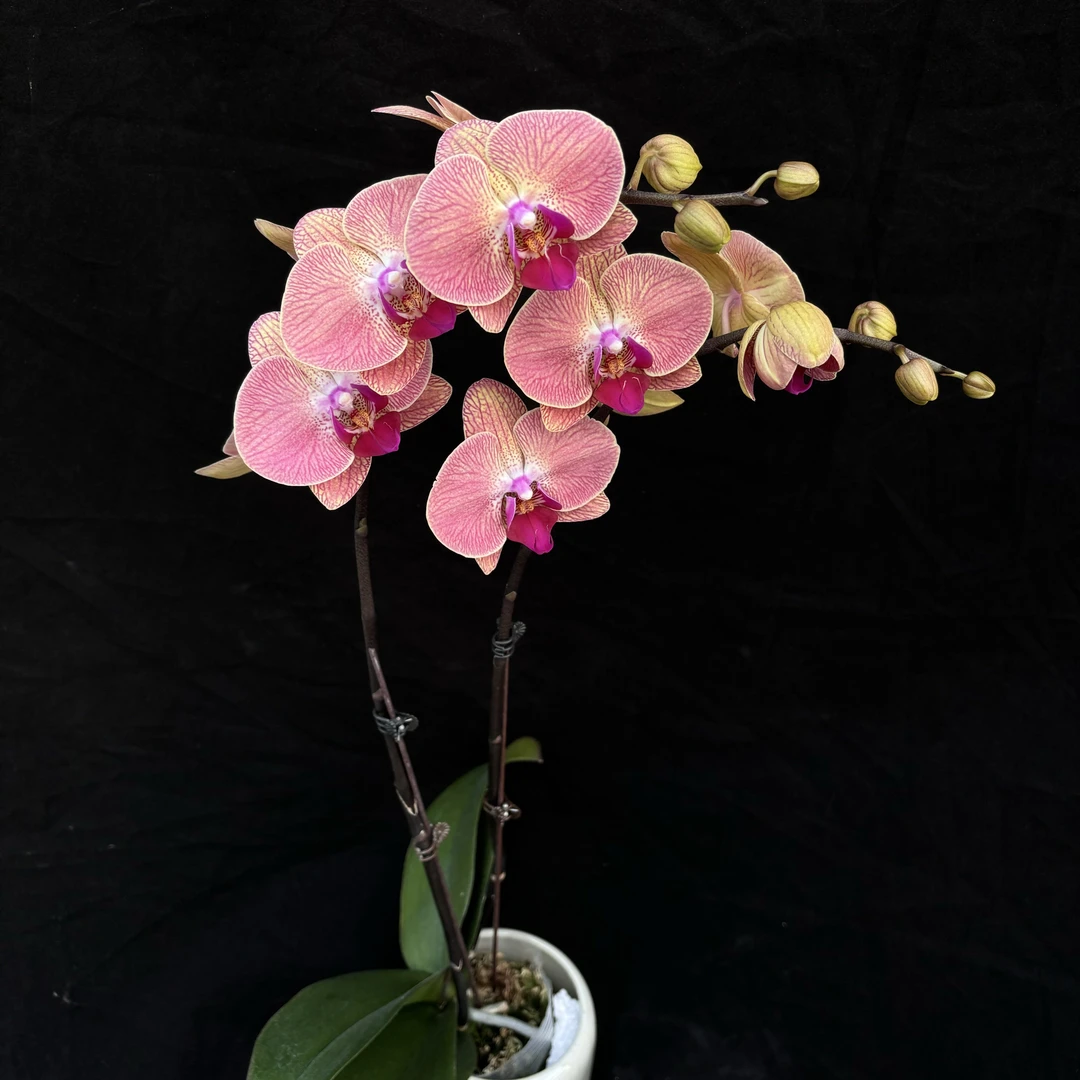 蝴蝶兰（火烈鸟）3.5寸开花株