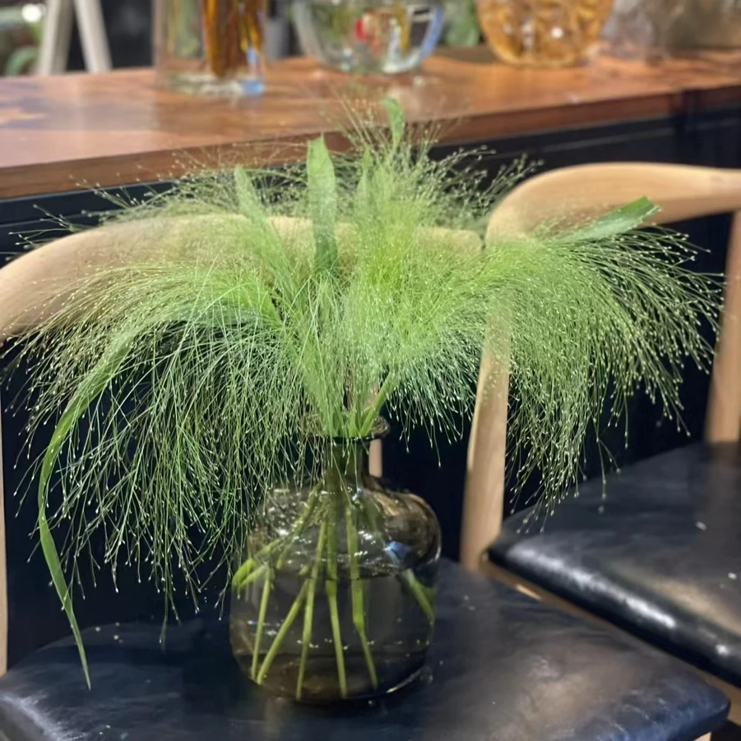 【喷泉草】喷泉草  舞动的精灵  |  全场任意满两单鲜花包邮