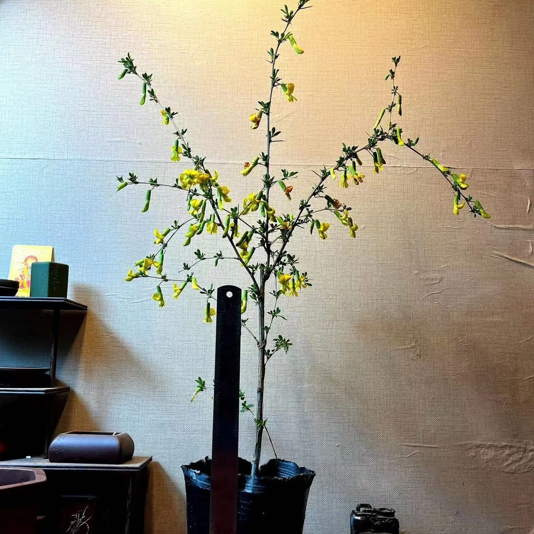 南雀三年杯苗、南雀花大、开花像飞翔的小鸟、花量多、可做文人树