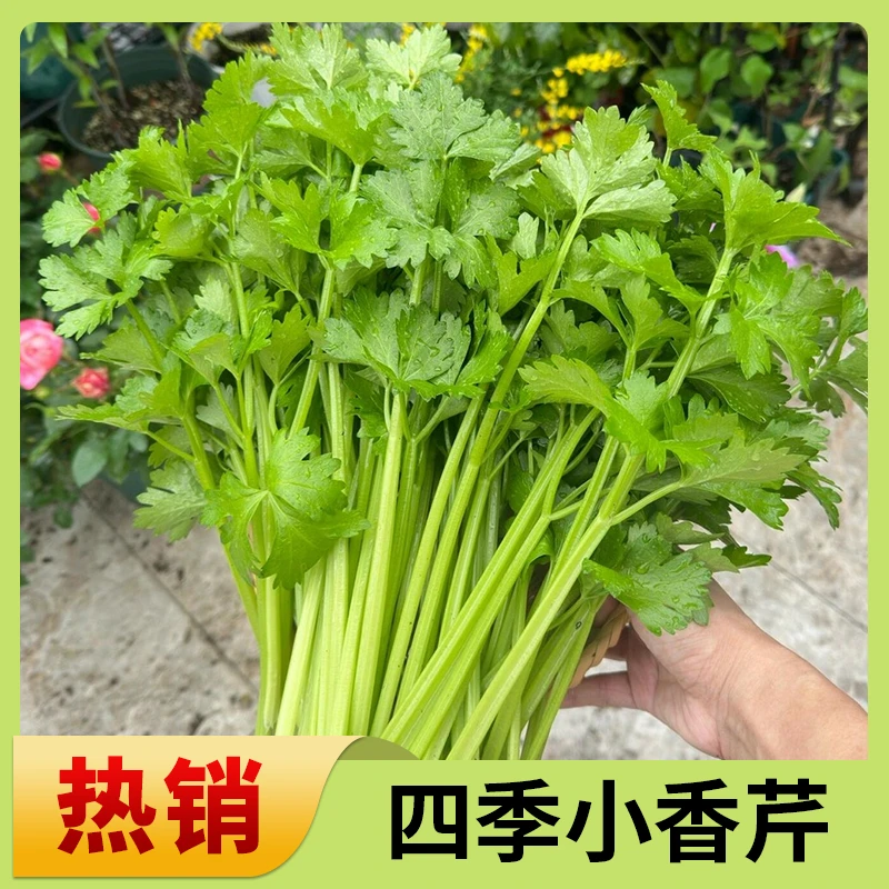 四季小香芹种子种籽苗秧香芹菜蔬菜菜种籽种白孑秧苗苗子根苗菜苗
