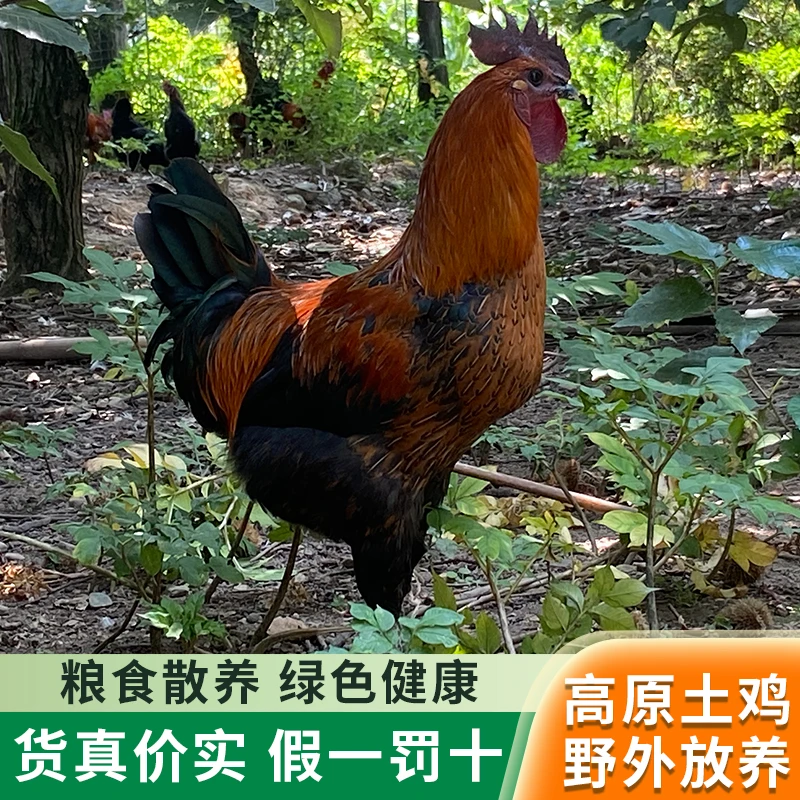 正宗农家散养土鸡童子鸡肉质鲜嫩鸡媛大凉山岩鹰土鸡现杀新鲜发货