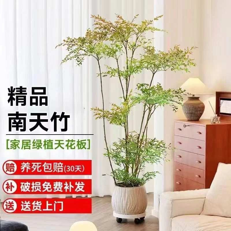 火焰南天竹南天竹水培招财阳光耐寒客厅盆栽老桩四季常北方超耐寒