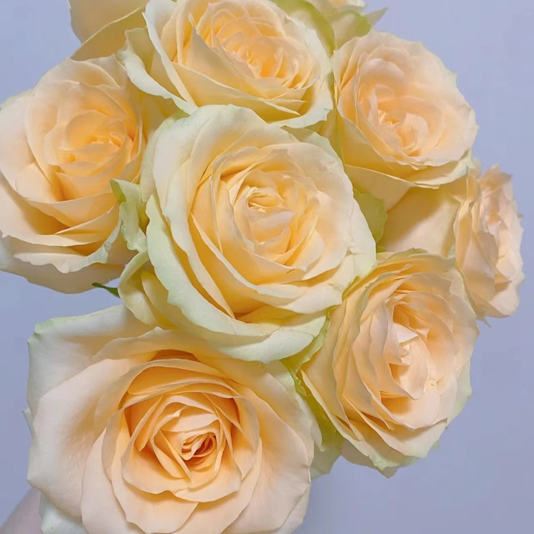 套餐4【香槟 橙芭比 向日葵套餐】家庭养护鲜花【0度以下请拍保温棉】