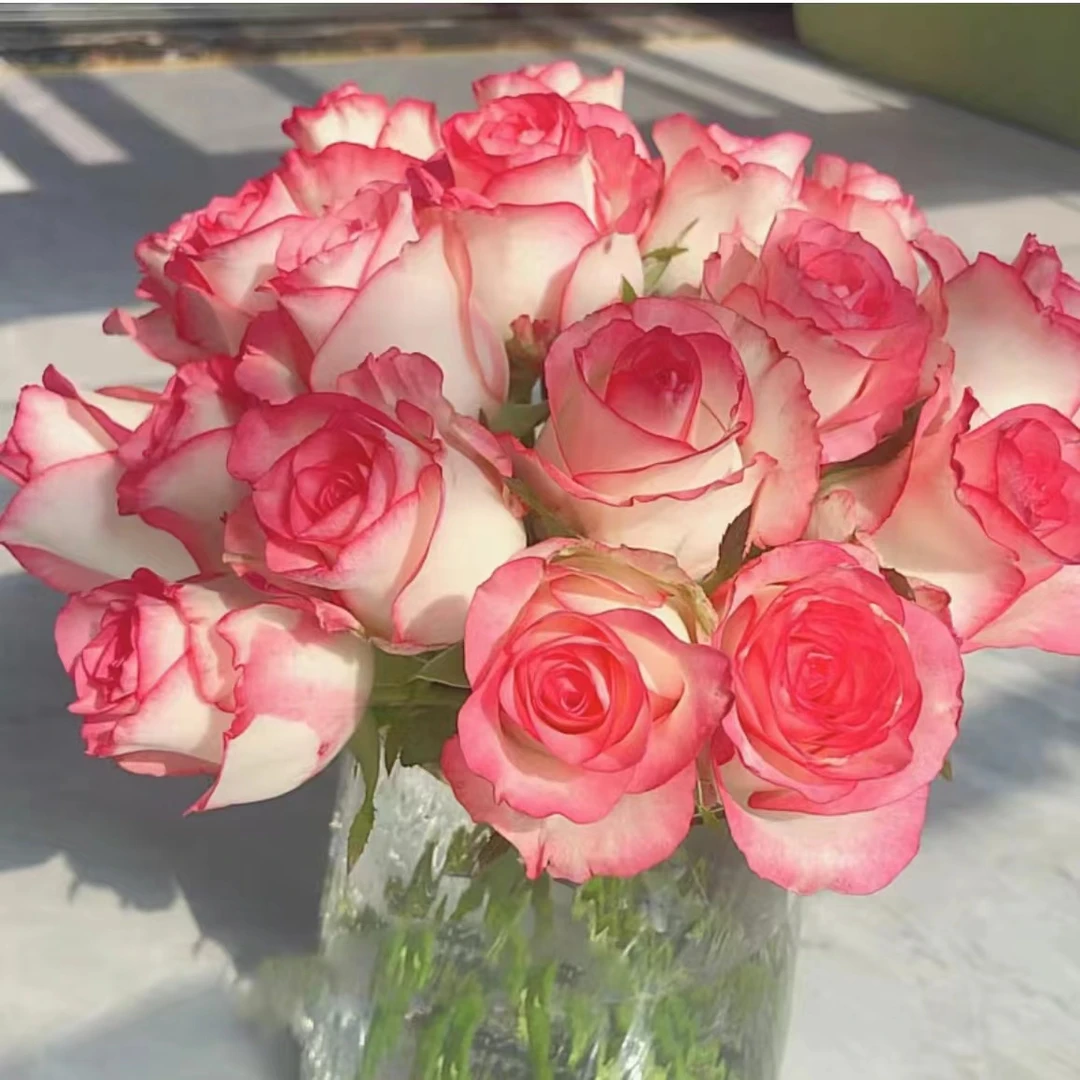 【艾莎】单头玫瑰10枝 家庭养护鲜切花 | 【0度以下请拍保温棉】