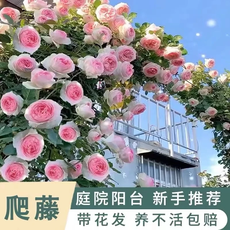 1.5米高 爬藤月季大苗庭院阳台盆栽植物爬墙拱门窗台楼顶种植花卉