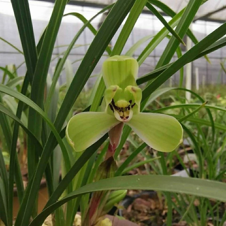 集圆是春兰老名品之一,花香、花期在冬、春。(脱盆发货)翠绿