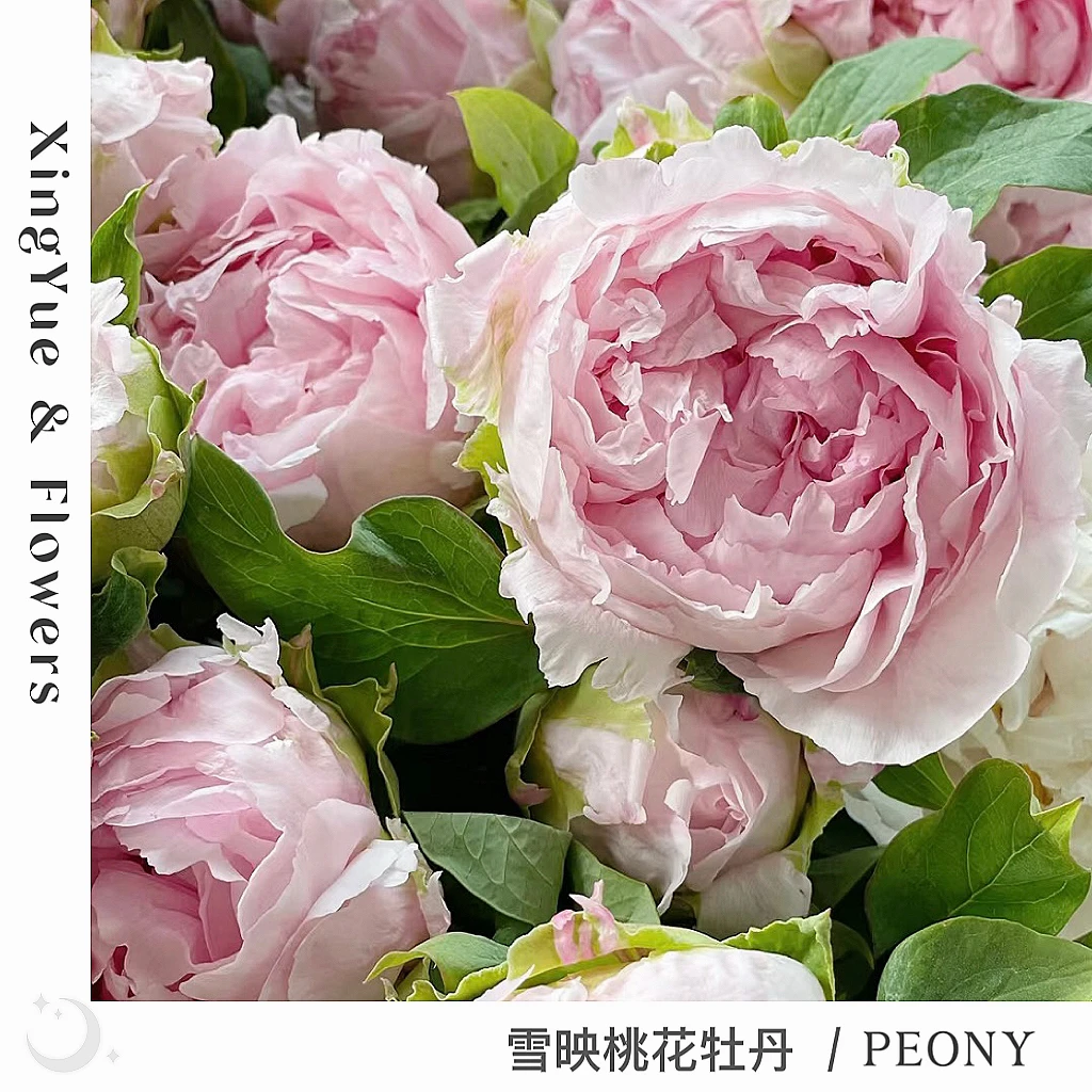 【星玥鲜花】每年必入的仙女牡丹 雪映桃花