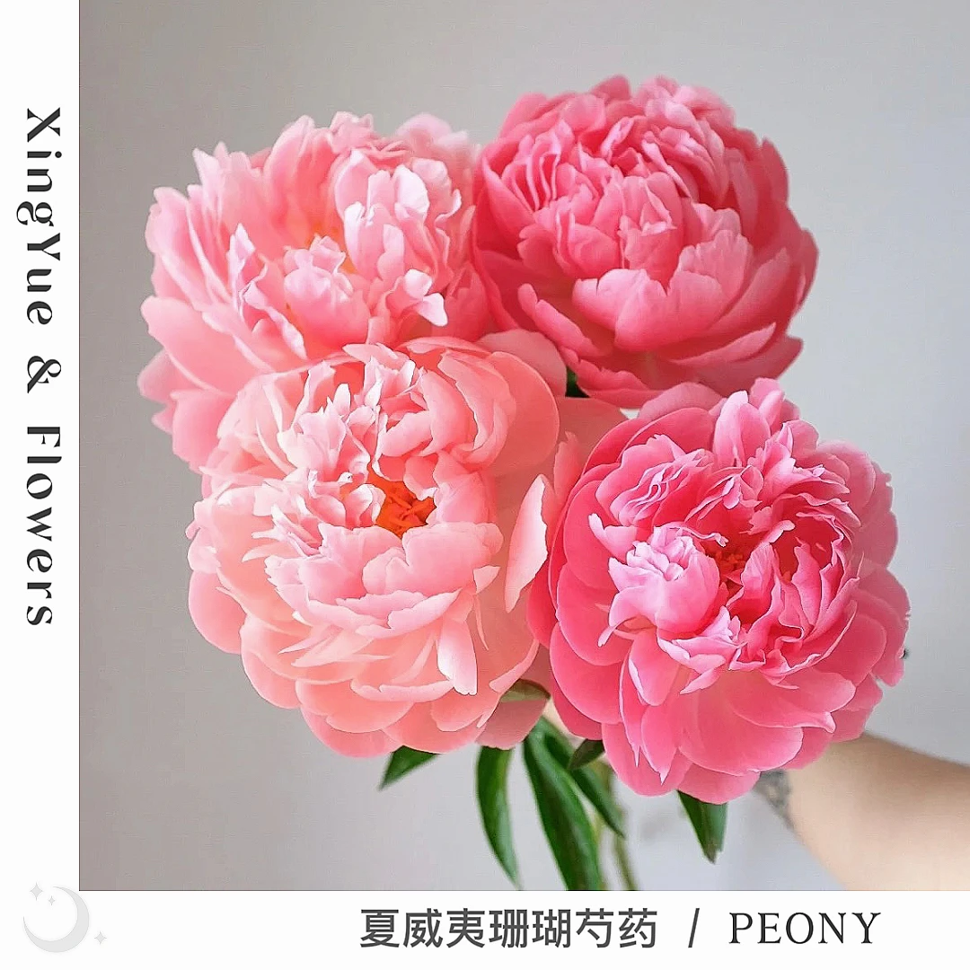 【星玥鲜花】夏威夷珊瑚 重瓣变色珊瑚系列