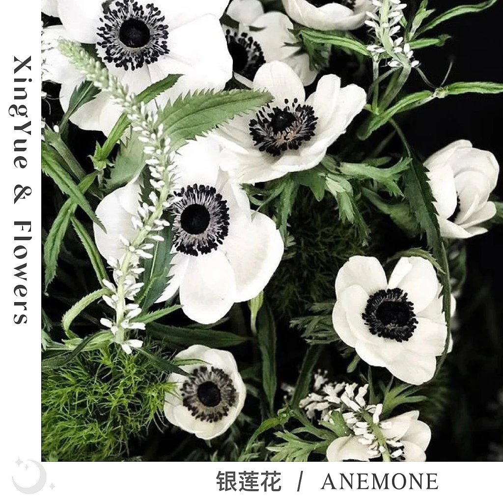 【星玥鲜花】银莲花  浓厚色彩的春日风花