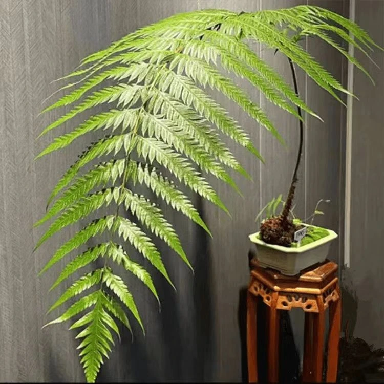 大型蕨类植物乌毛蕨贯众蕨凤尾蕨蜈蚣蕨盆栽绿植净化空气环景摆景