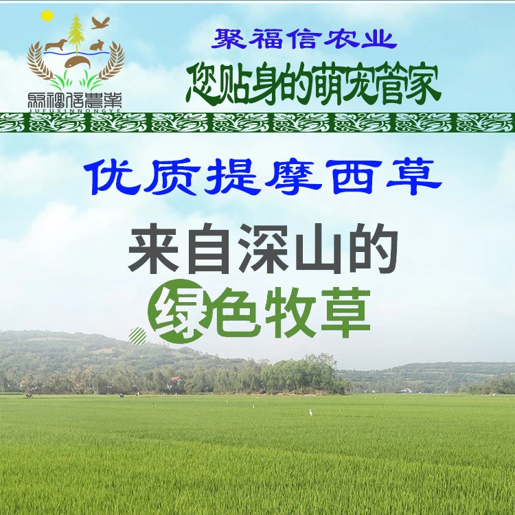 当年提摩西新草牧草侏儒兔食物垂耳兔饲料兔干草草段兔粮食包邮