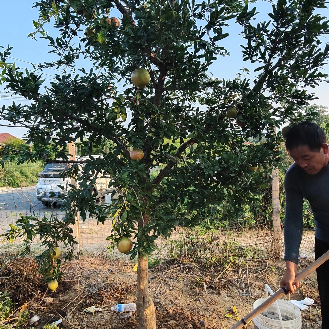 盆栽地栽庭院观赏植物一物一拍