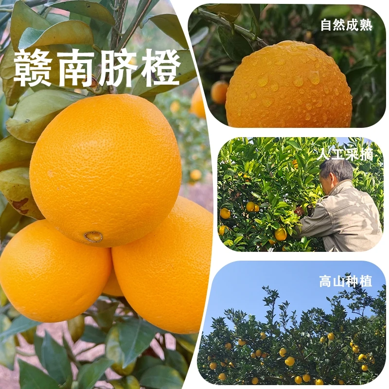 江西赣南脐橙正宗赣南脐橙产地发货现摘现发
