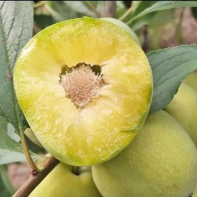 邮政空运京东汶川高山脱骨脱核青脆李3斤5斤包邮新鲜采摘