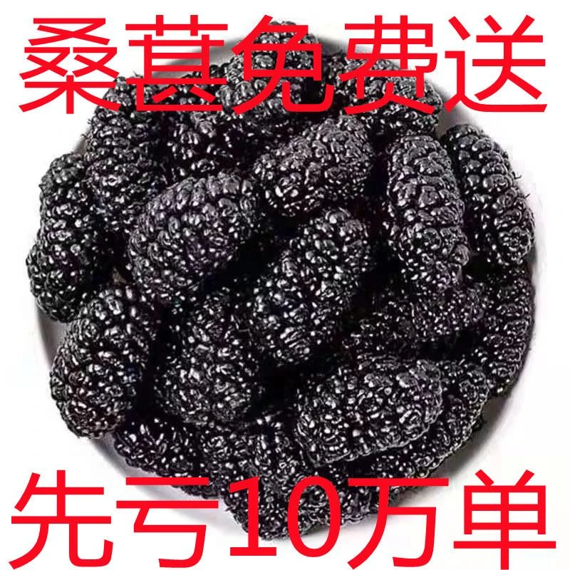 新疆桑甚果桑甚千免洗无沙大颗粒泡茶泡酒食用袋装