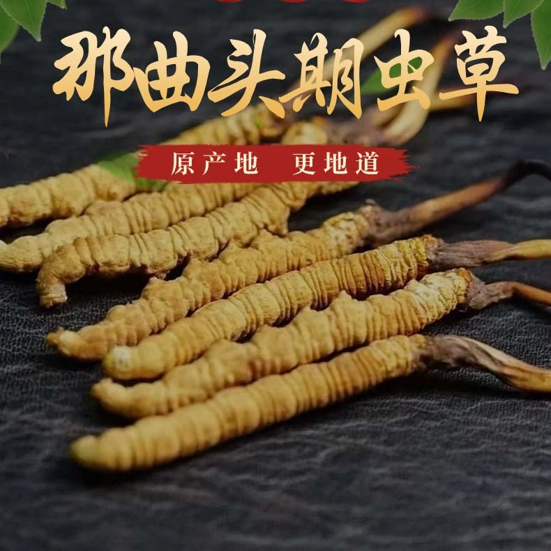 4条一克   那曲冬虫夏草