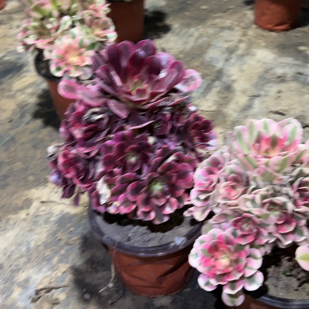 粉女巫➕美杜莎两颗182