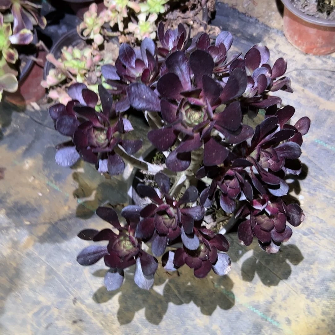 用****1黑法师一物一拍61