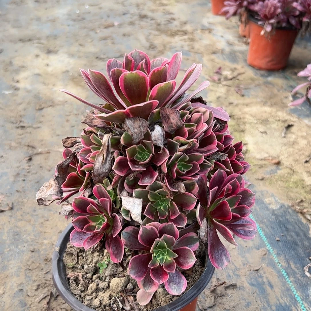 多肉植物法师211