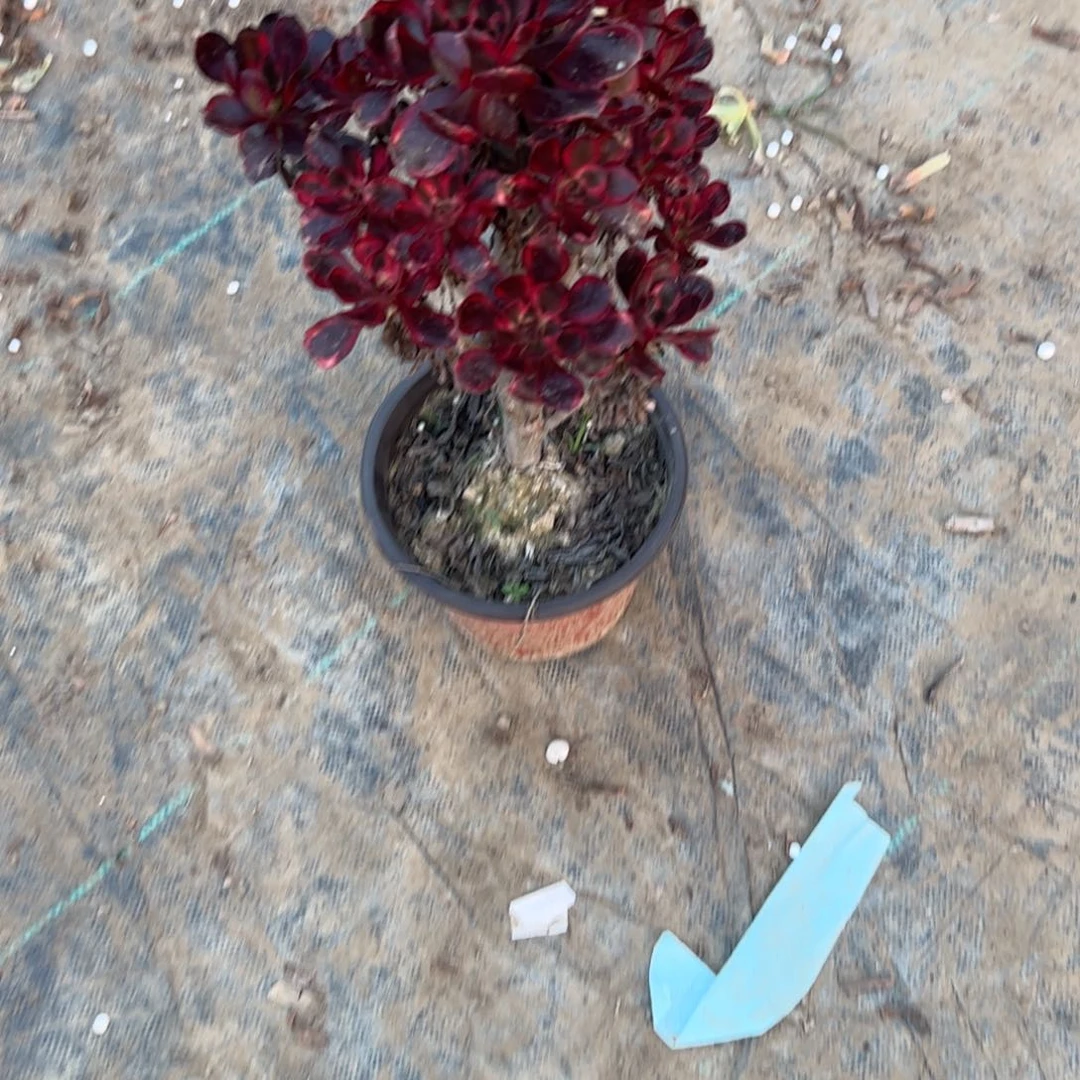 丽娜法师一物一拍332