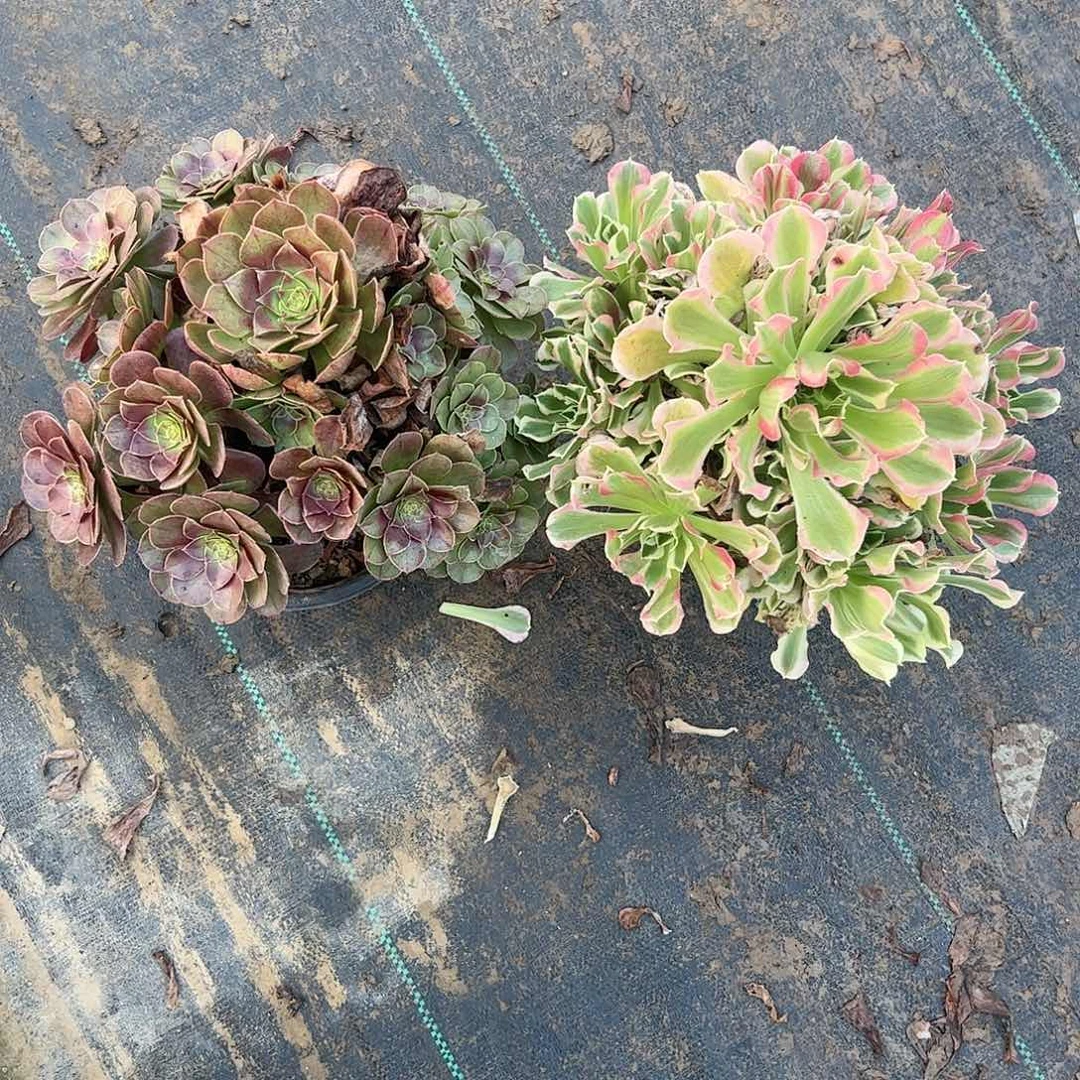 1423法师多肉植物链