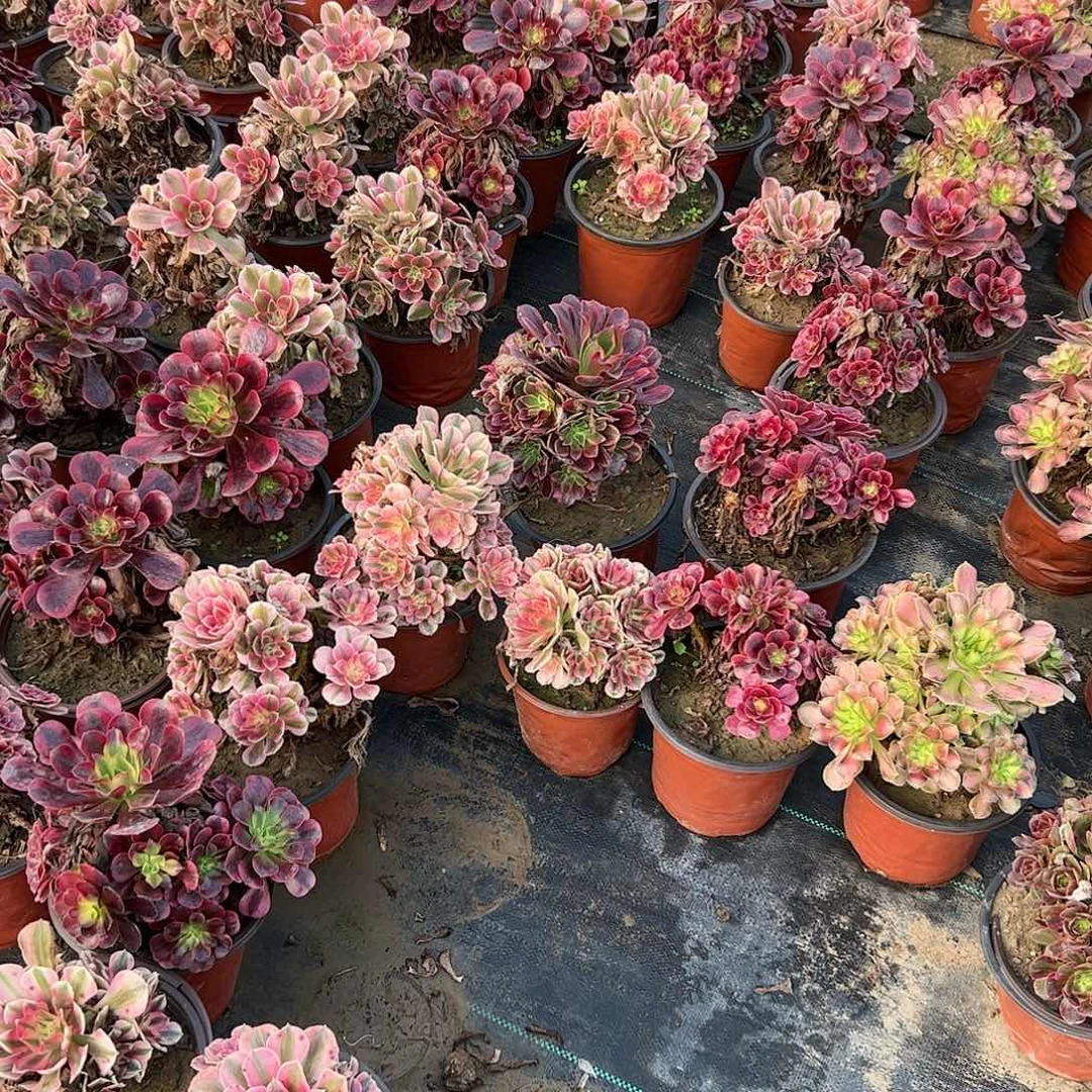 四颗组合粉女巫➕美杜莎➕韶华➕安娜