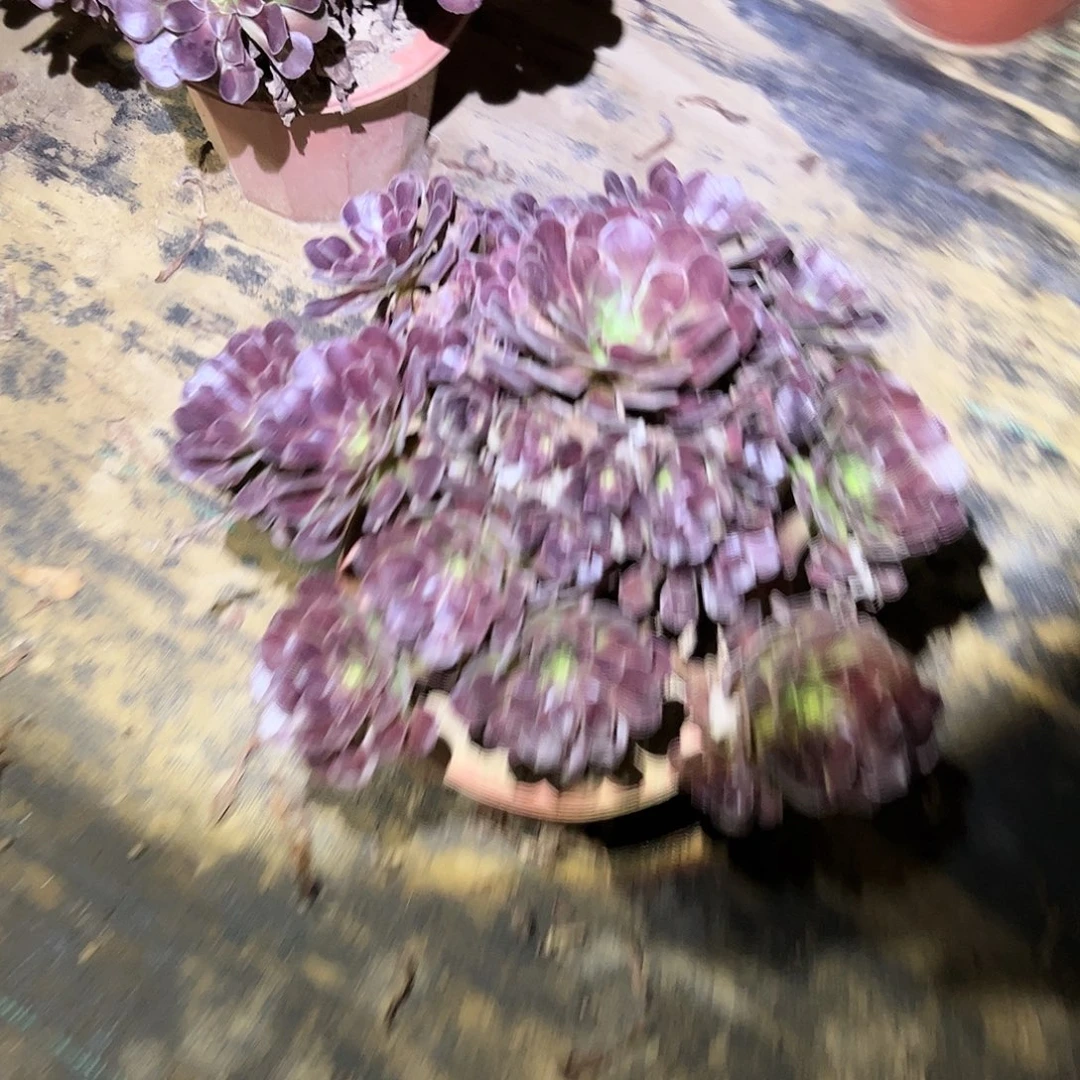 多肉法师植物链接23