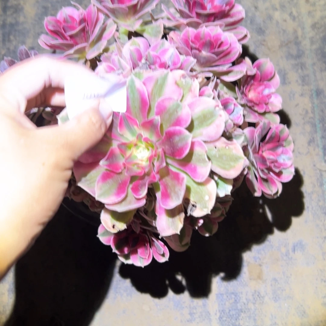 D*法师植物多肉链接144