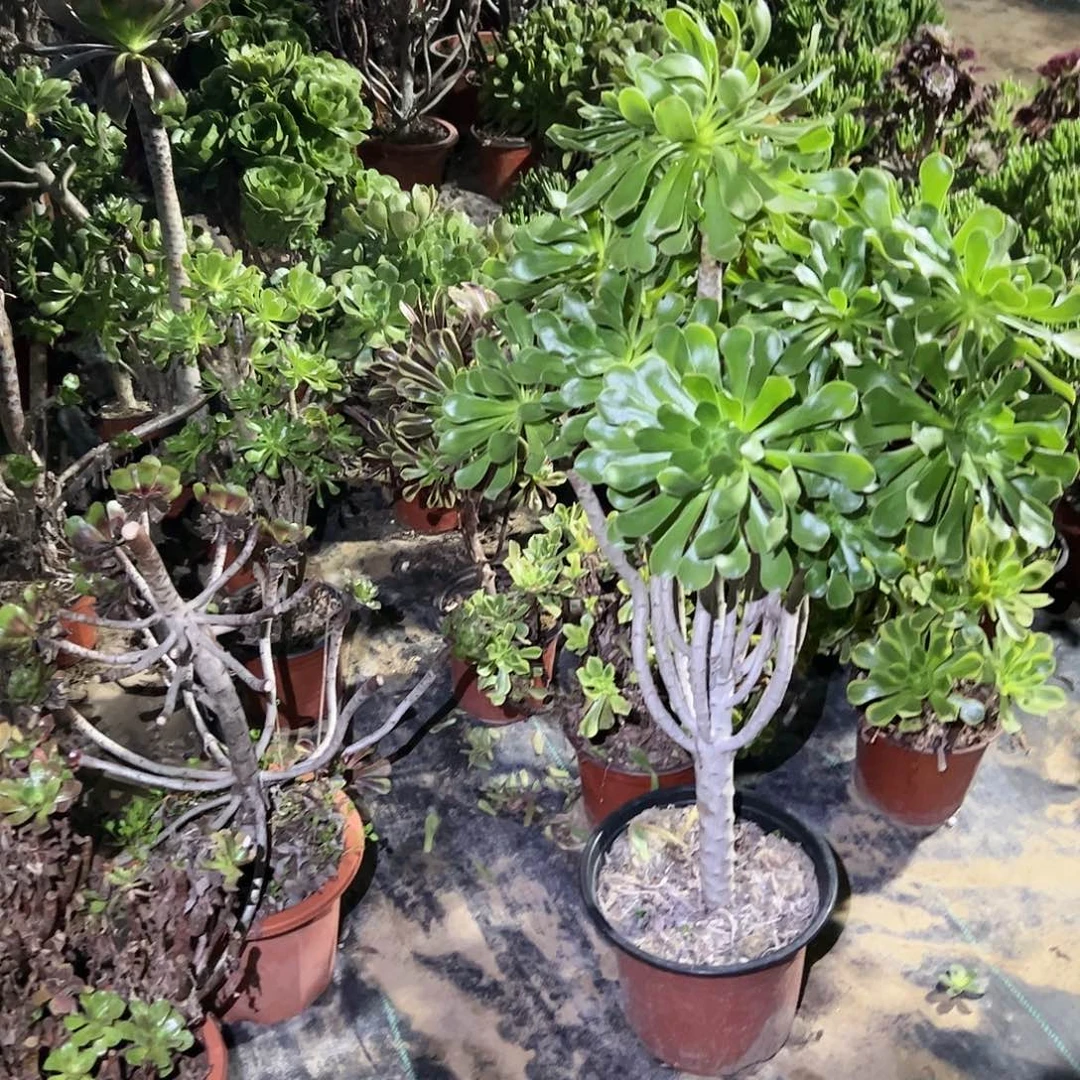 用****9原始绿一物一拍法师69